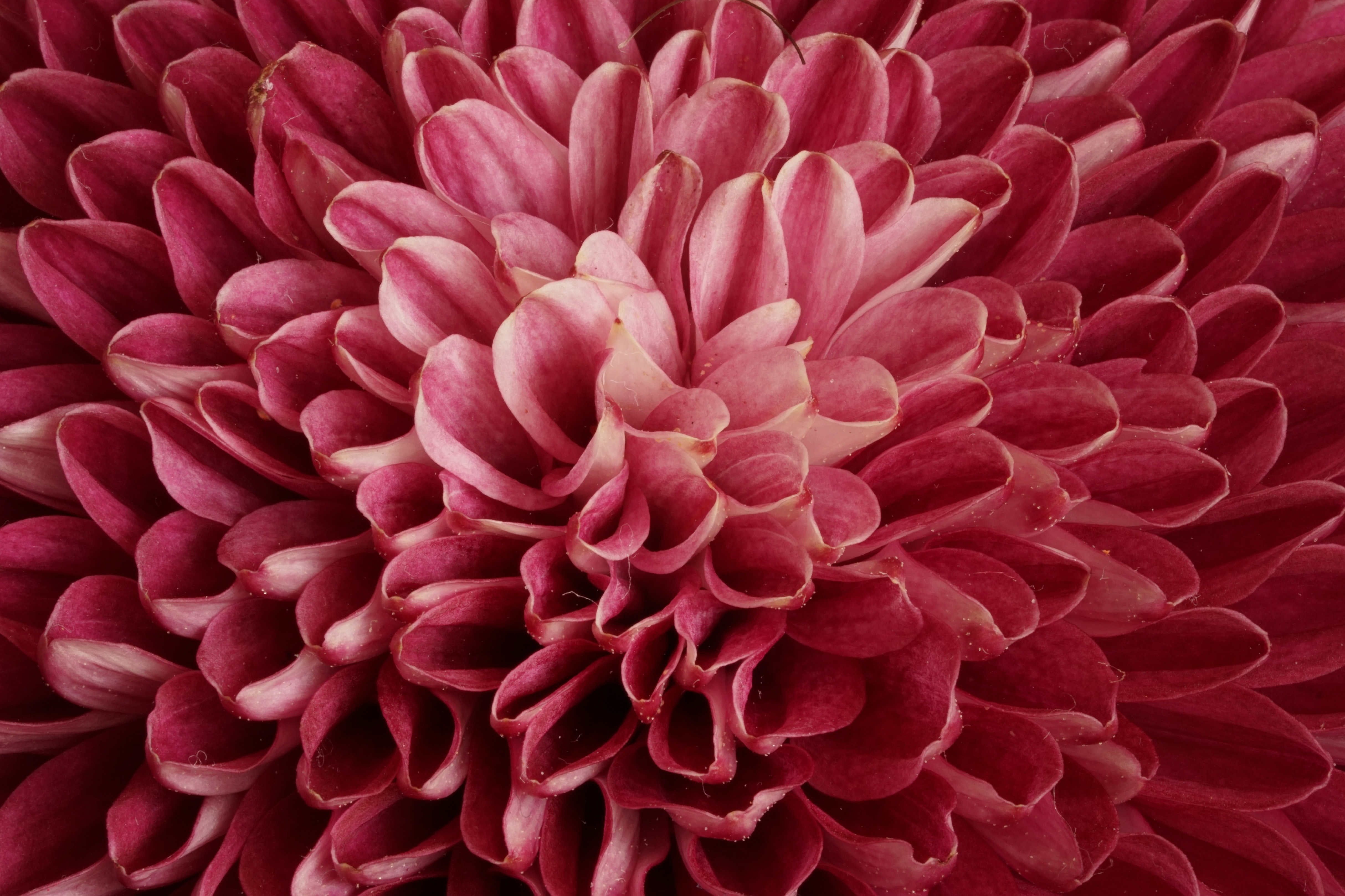 This article shares three lessons resilient leaders practice in crisis: letting the ground shift before finding new anchors, taking action not just to fix but to regain agency, and trusting the growth that comes from hard experiences. It’s a reminder that leadership is as much about how you guide yourself through disruption as how you guide others.